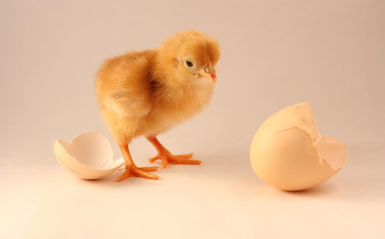 chicken-egg